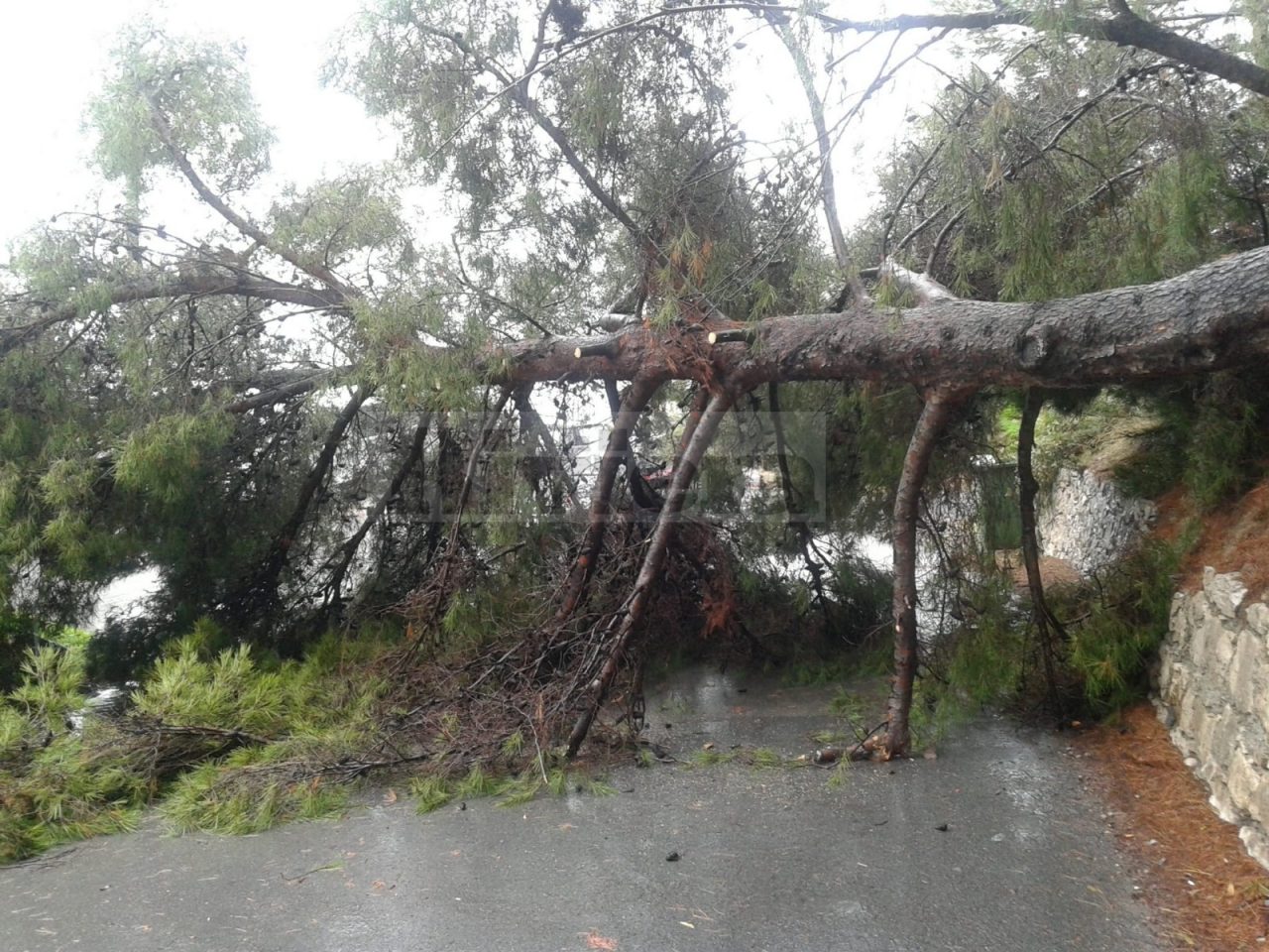 Crolla un albero a Ventimiglia, sfiorata la tragedia