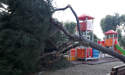 Crolla pino ai giardini, l'ennesima tragedia evitata a Ventimiglia