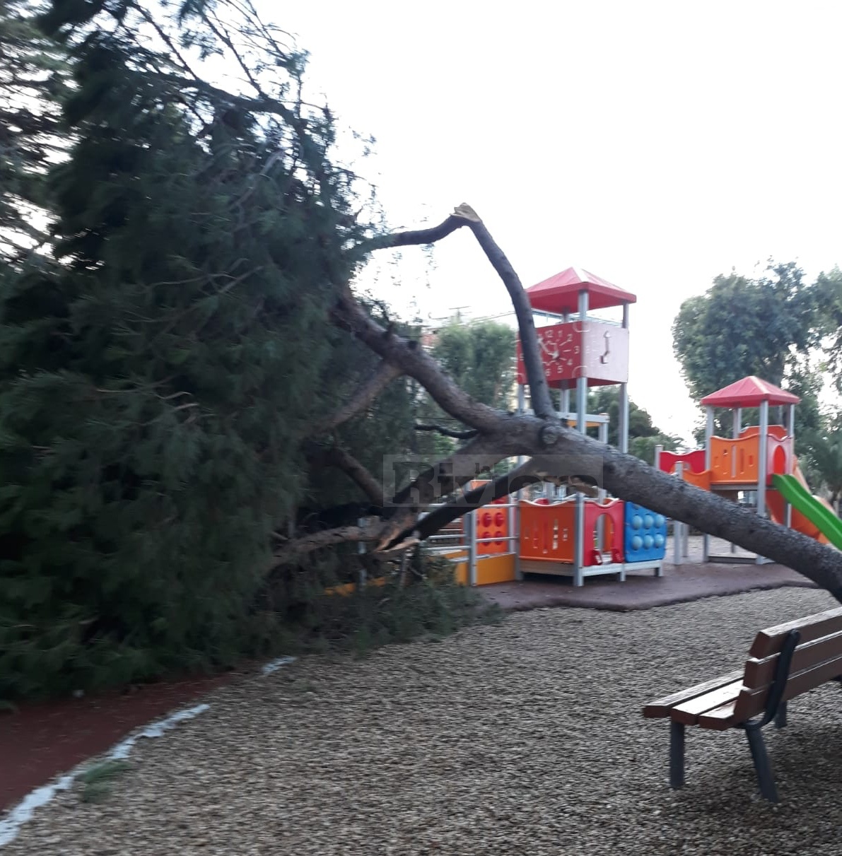 Maltempo novembre 2019 giardini Ventimiglia crolla pino