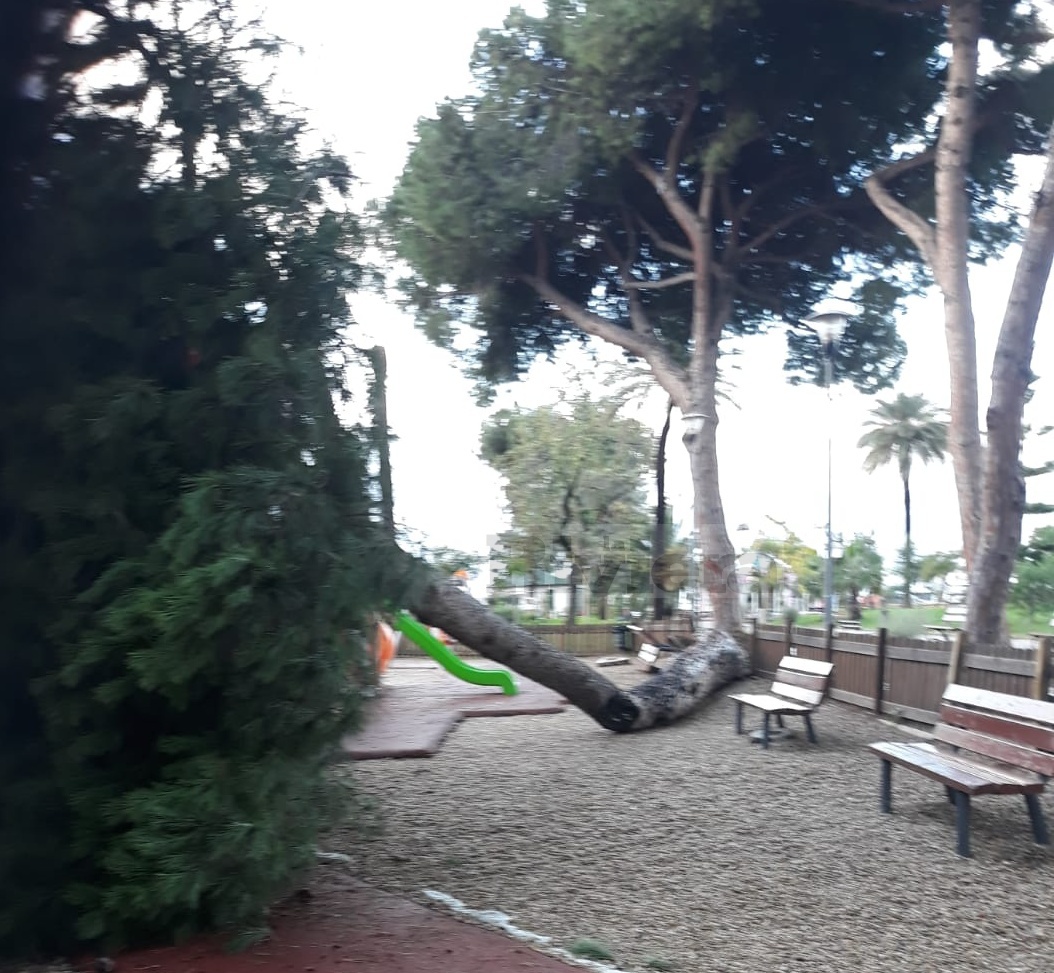 Maltempo novembre 2019 giardini Ventimiglia crolla pino_02