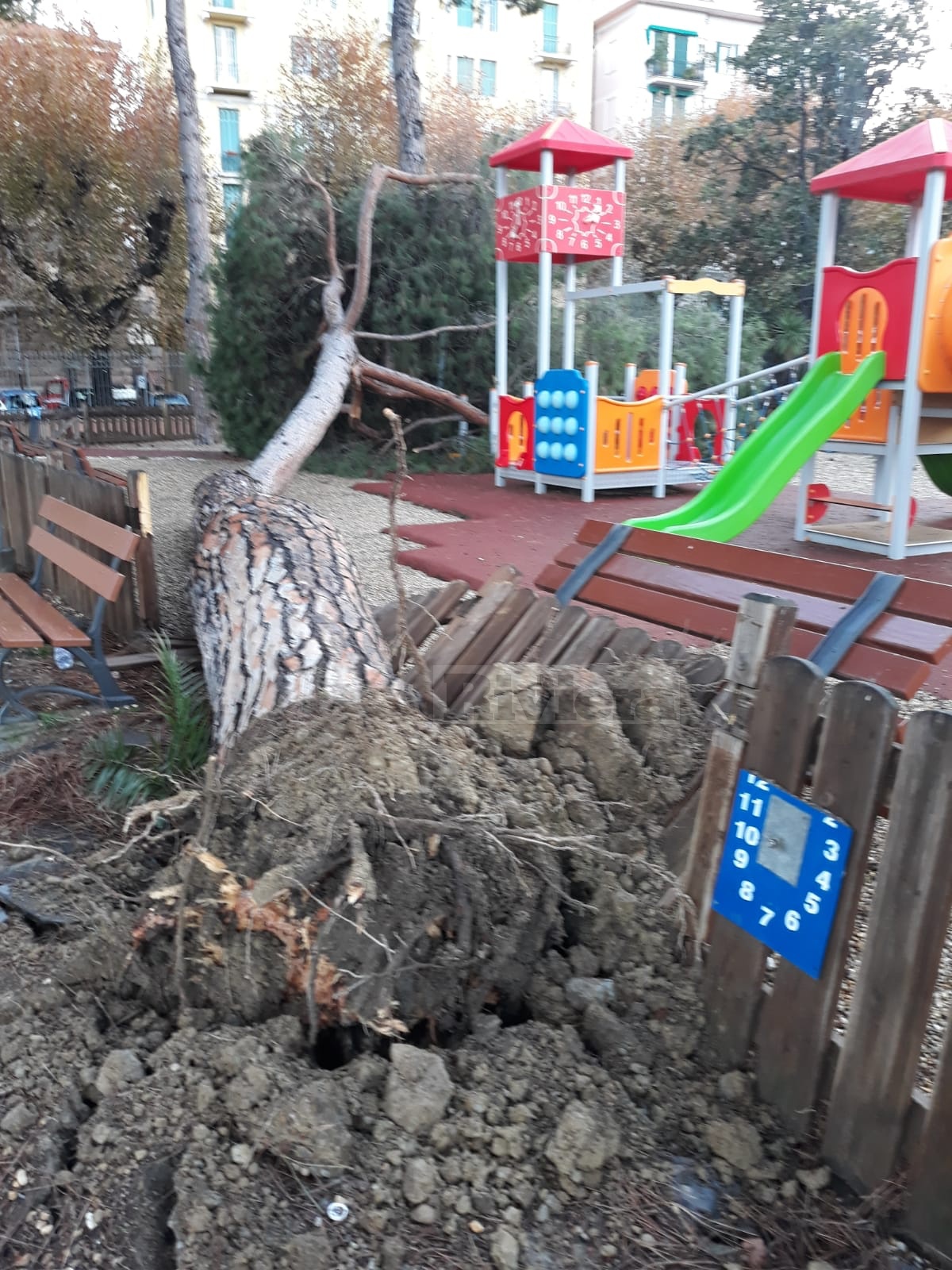 Maltempo novembre 2019 giardini Ventimiglia crolla pino_03