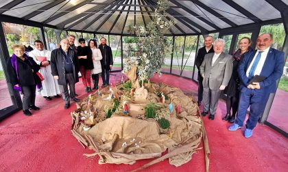 Ulivo, rosmarino e alloro: ecco il presepe povero ligure. Video e Foto