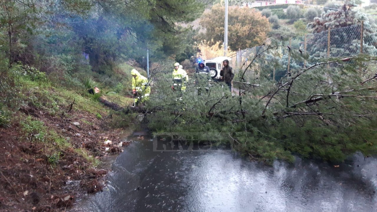 Crolla albero sul Montenero a Bordighera