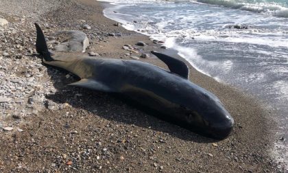 Globicefalo trovato morto sulla spiaggia di Imperia