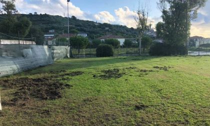 Nuovamente distrutto dai cinghiali il campo sportivo di Cervo