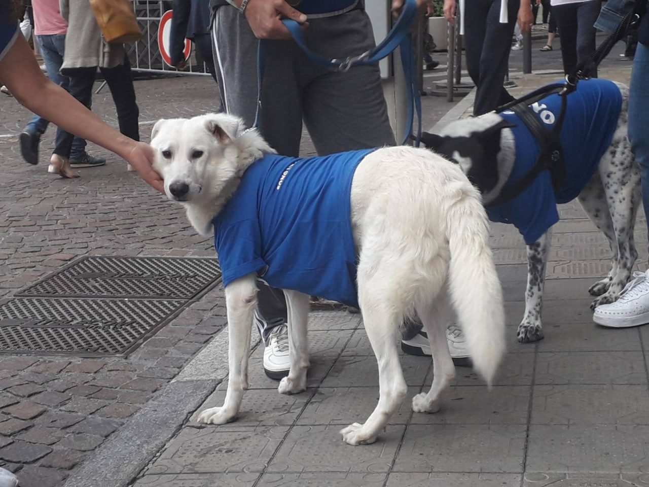 Appello dei volontari Enpa: “Il bando di gara al ribasso per la gestione dell’Ente arrecherà danno ai nostri animali”