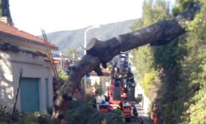 Tragedia sfiorata a Ospedaletti: caduto un pino in Via delle Palme