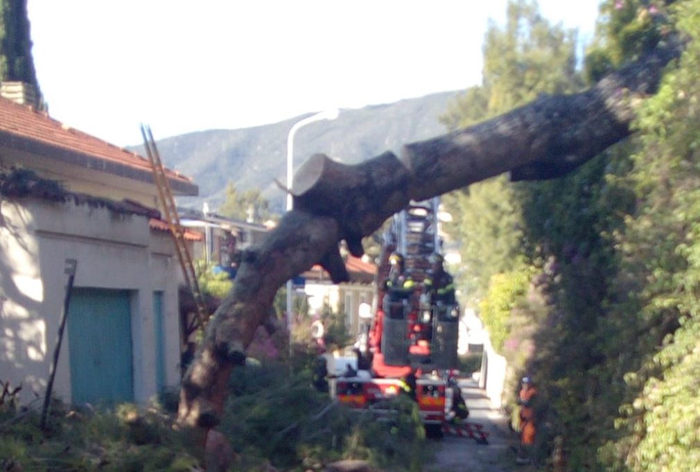 Tragedia sfiorata a Ospedaletti: caduto un pino in Via delle Palme