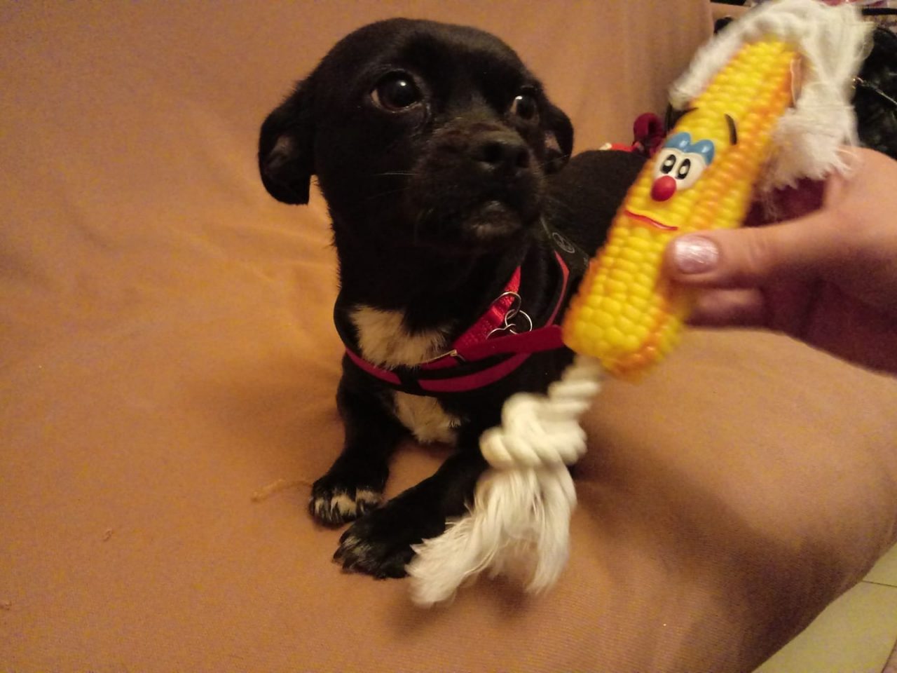 Cagnolina uccisa da una morsicata