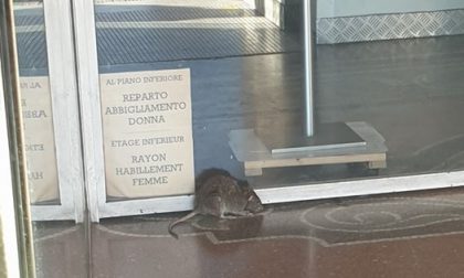 Un topo in giro per negozi in centro a Sanremo