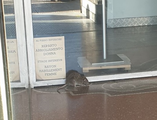 Un topo in giro per negozi in centro a Sanremo