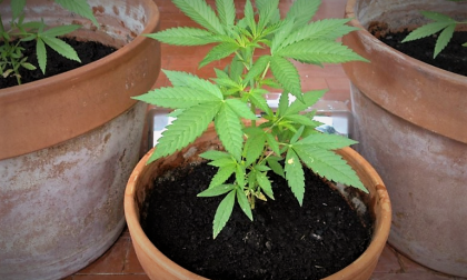 Coltivare la cannabis in casa (in minima quantità) non è reato