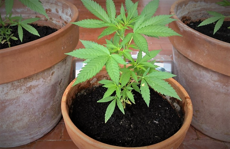 Coltivare la cannabis in casa (in minima quantità) non è reato