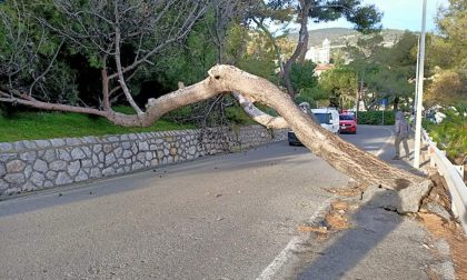 Bordighera: crolla un pino sulla strada per il porto