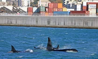 Morto il piccolo di orca nel Mar Ligure: annuncio del Tethys. Video