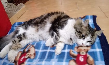 Perla ritorna a casa dopo una settimana