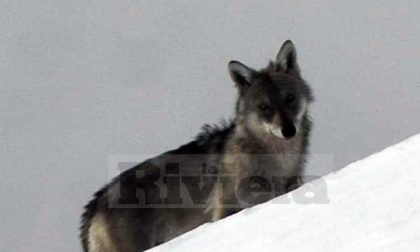 La rara immagine di un lupo scattata da un escursionista