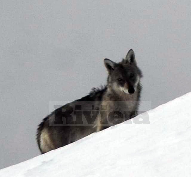 La rara immagine di un lupo scattata da un escursionista