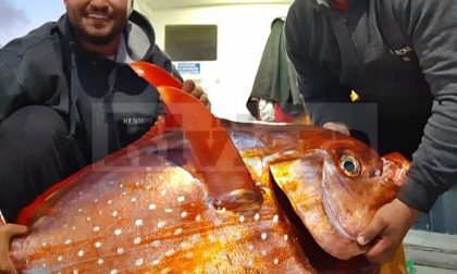 Catturato al largo di Oneglia un pesce re da 48 kg. Foto