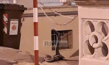 Misterioso avvistamento per strada a Sanremo: sarà un cobra? Foto