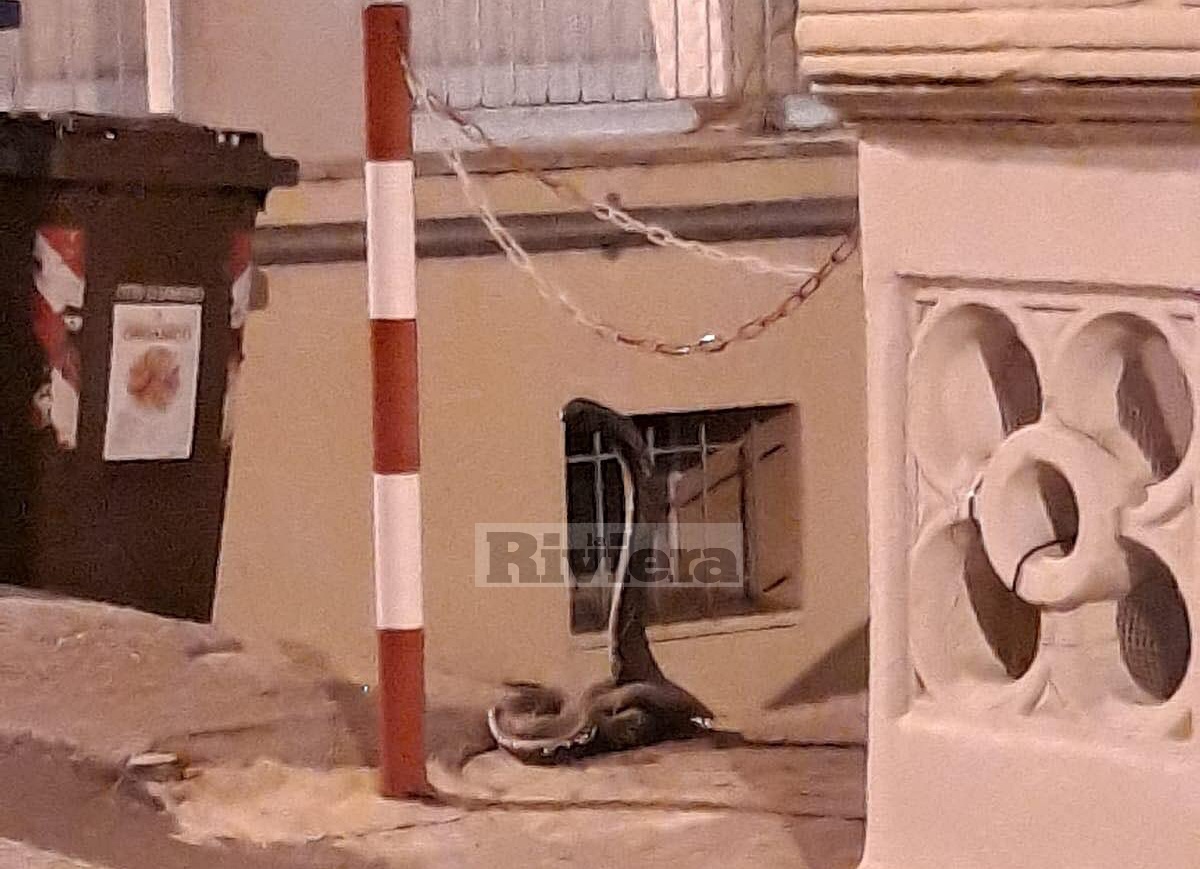 Misterioso avvistamento per strada a Sanremo: sarà un cobra? Foto