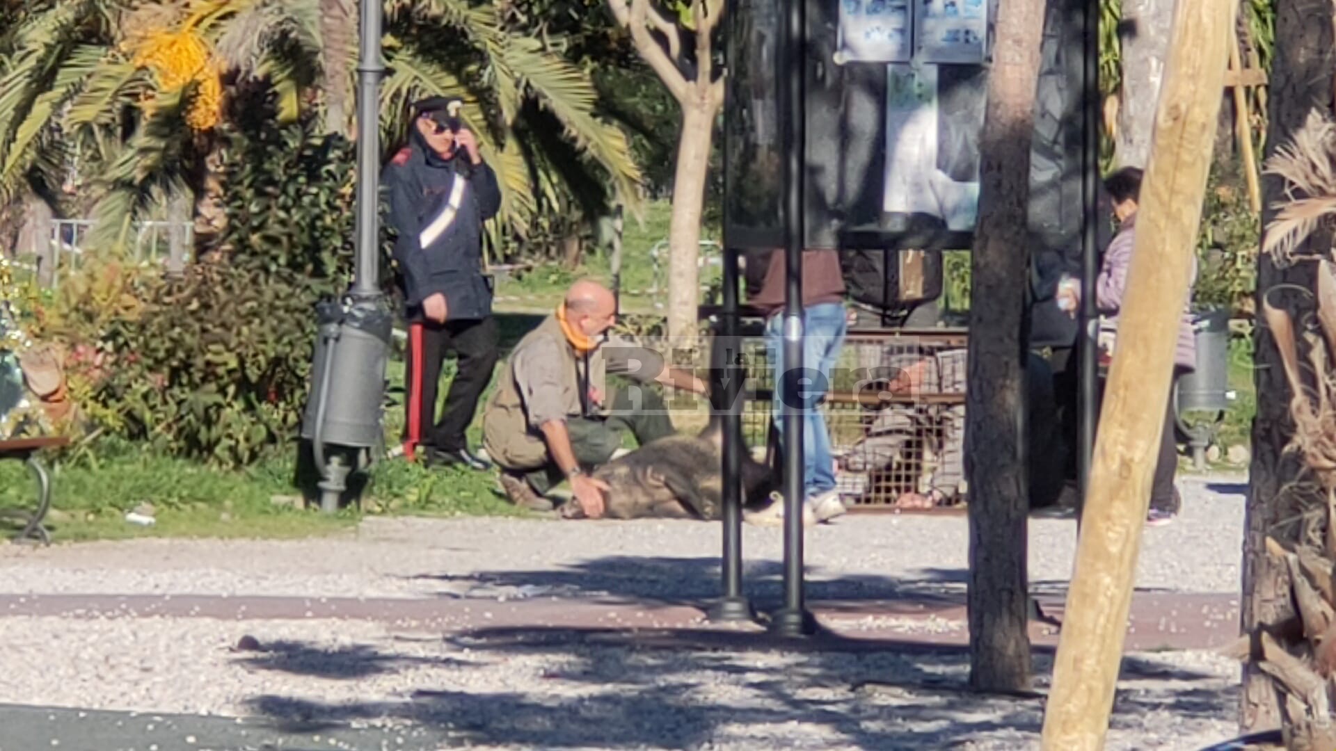 Cinghiali Carmelo giardini pubblici Ventimiglia