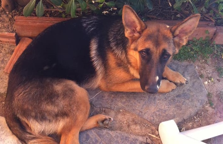 Cane scappato nella notte, l’appello dell’assessore Francesco Benza