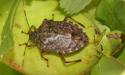 Cimice killer: mobilitazione della Coldiretti