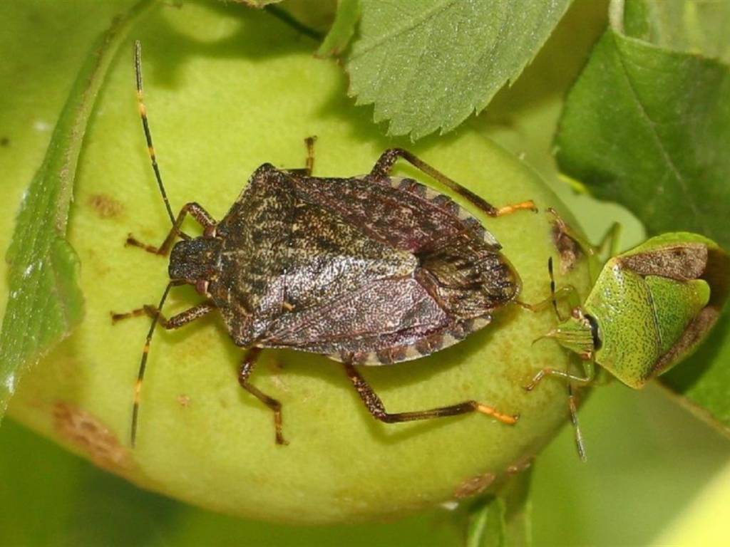 Cimice killer: mobilitazione della Coldiretti