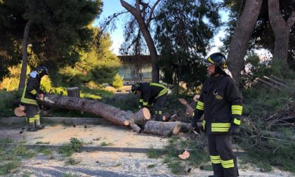 Crolla un pino a Imperia a causa del forte vento