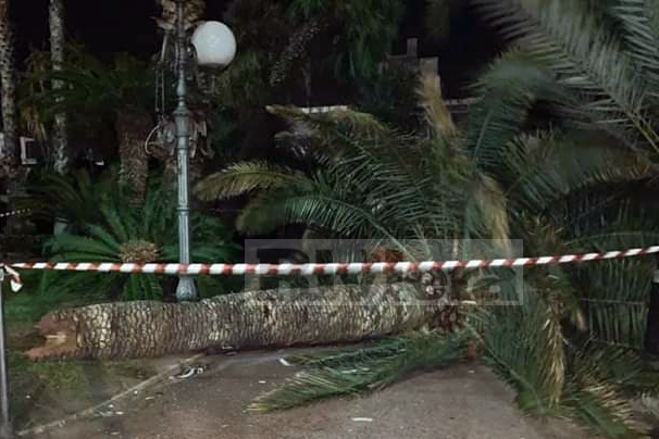 Albero crollato palma Palazzo del Parco Bordighera