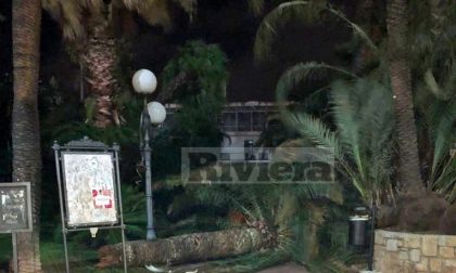 Si spezza una palma al Palazzo del Parco di Bordighera: tragedia sfiorata