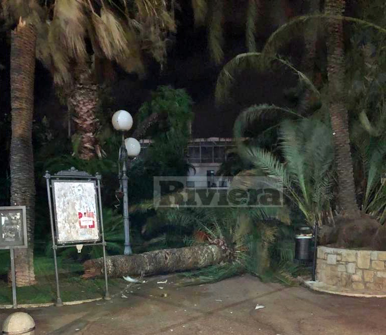 Albero crollato palma Palazzo del Parco Bordighera_02