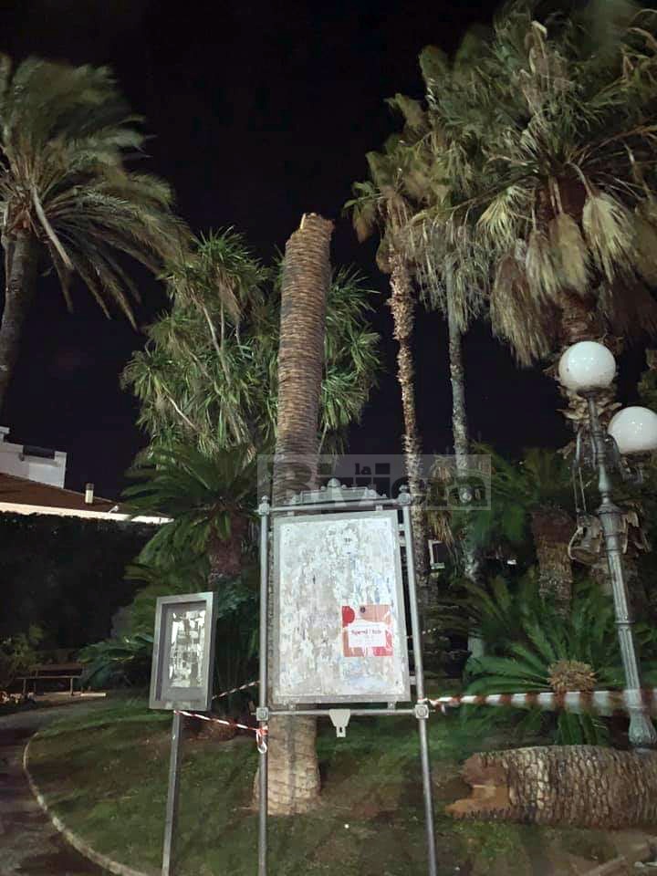 Albero crollato palma Palazzo del Parco Bordighera_03