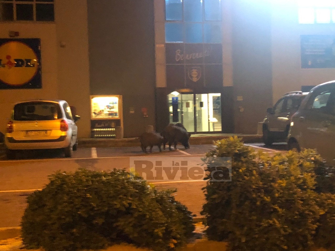 Famiglia di cinghiali vuole fare spesa alla Lidl, ma trova chiuso