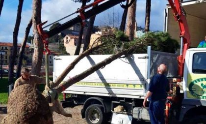 Ventimiglia: Scullino vuole creare una nuova pineta ai giardini