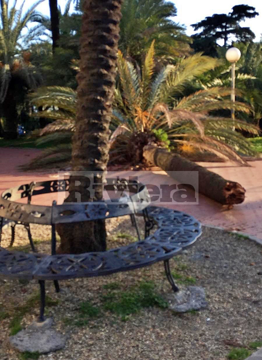 Crolla una palma a Villa Ormond di Sanremo