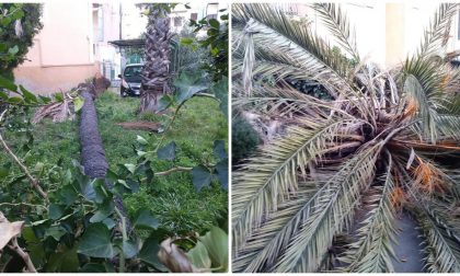 Raffica di vento spezza una palma a Bordighera e dehor spazzati via a Sanremo