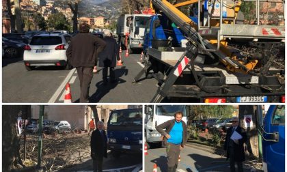 Continua l'opera di potatura delle piante a Ventimiglia