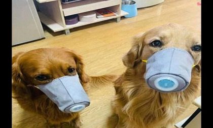 Coronavirus, interviene la Lega del Cane: "notizie fuorvianti, nessuna trasmissione da animale domestico a uomo"