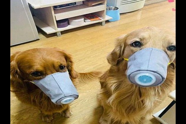 Coronavirus, interviene la Lega del Cane: “notizie fuorvianti, nessuna trasmissione da animale domestico a uomo”