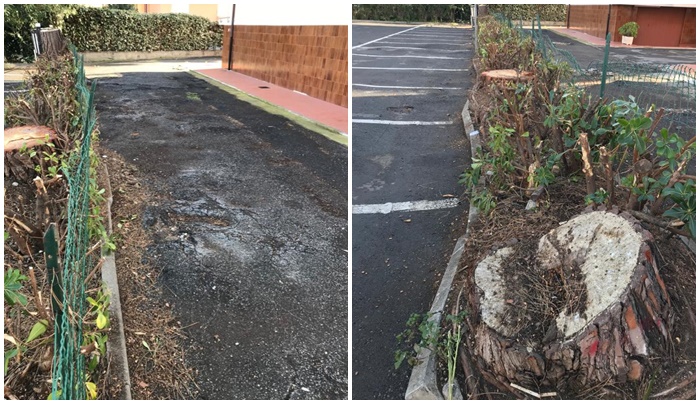 Abbattimento pini in piazza Doria “Necessario e non rimandabile”