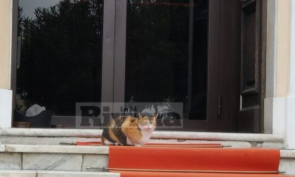 Coronavirus a Diano marina, in quarantena c'è anche il gatto "Anca"