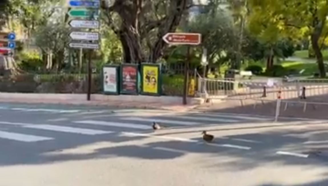 A passeggio per il Principato: due anatre alla scoperta di Monaco