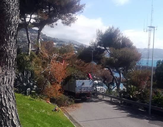 Bordighera: giardinieri al lavoro per sfoltire alcuni rami della pineta sul porto