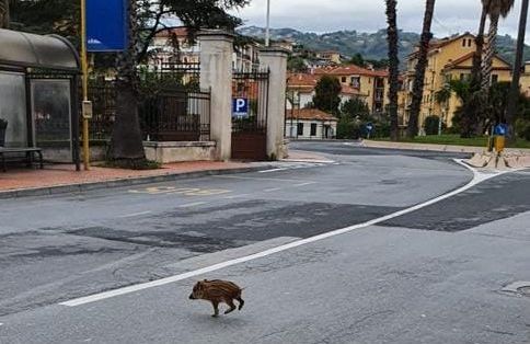 Il cucciolo di cinghiale scorrazza per le strade vuote di Imperia