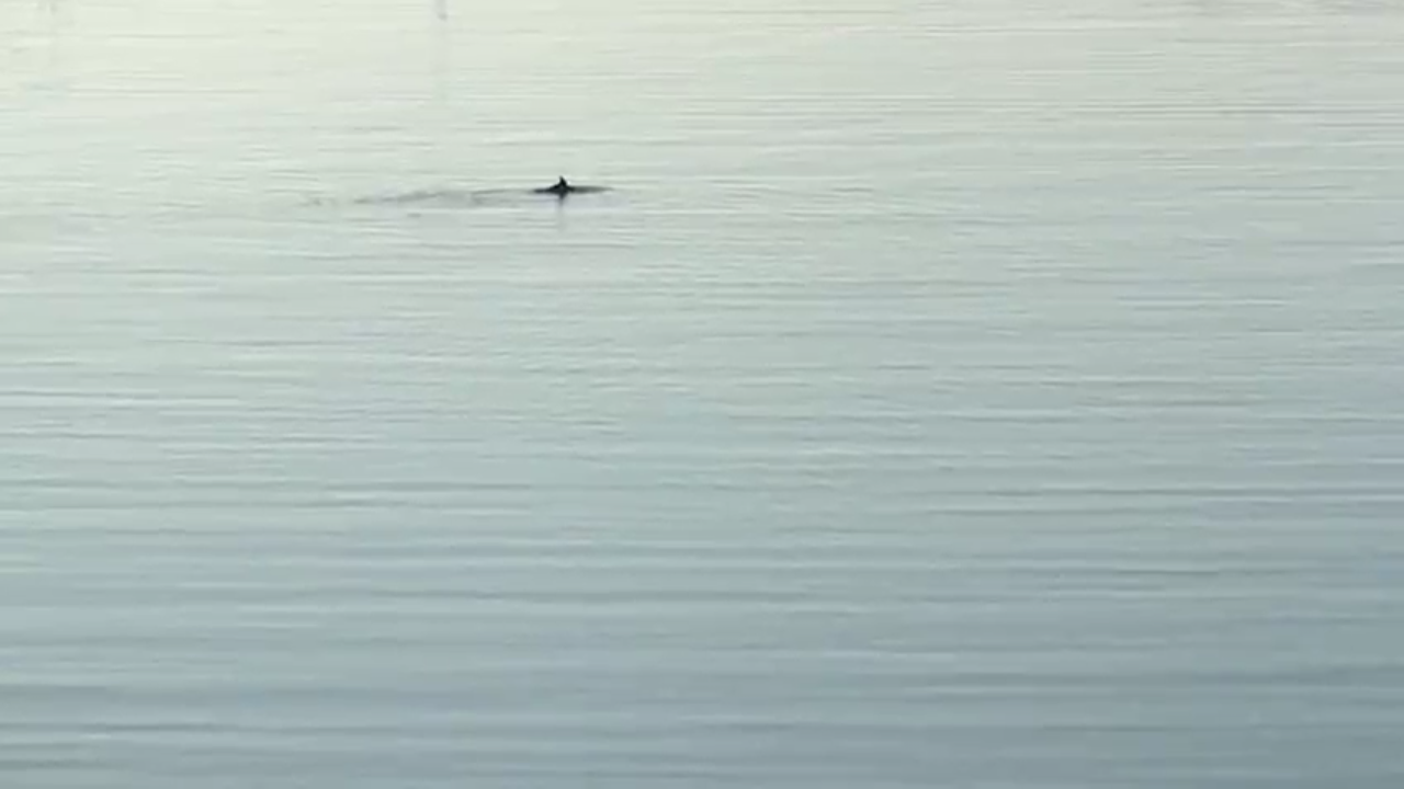 Delfino nuota nel porto di Sanremo – Ecco il video