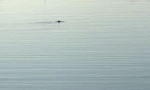 Delfino nuota nel porto di Sanremo - Ecco il video