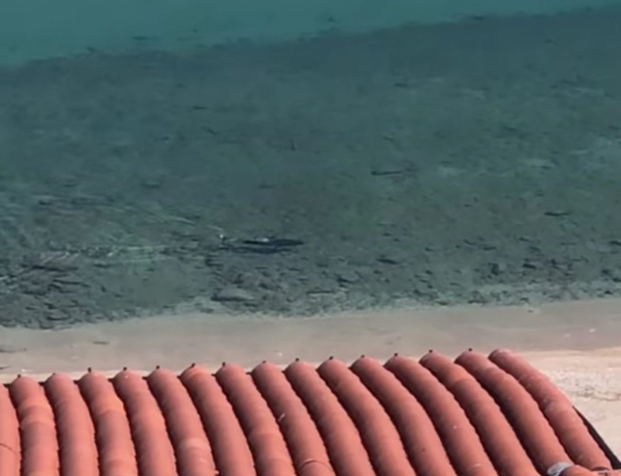 Clamoroso a Mentone: filmato uno squalo che nuota a riva. Video
