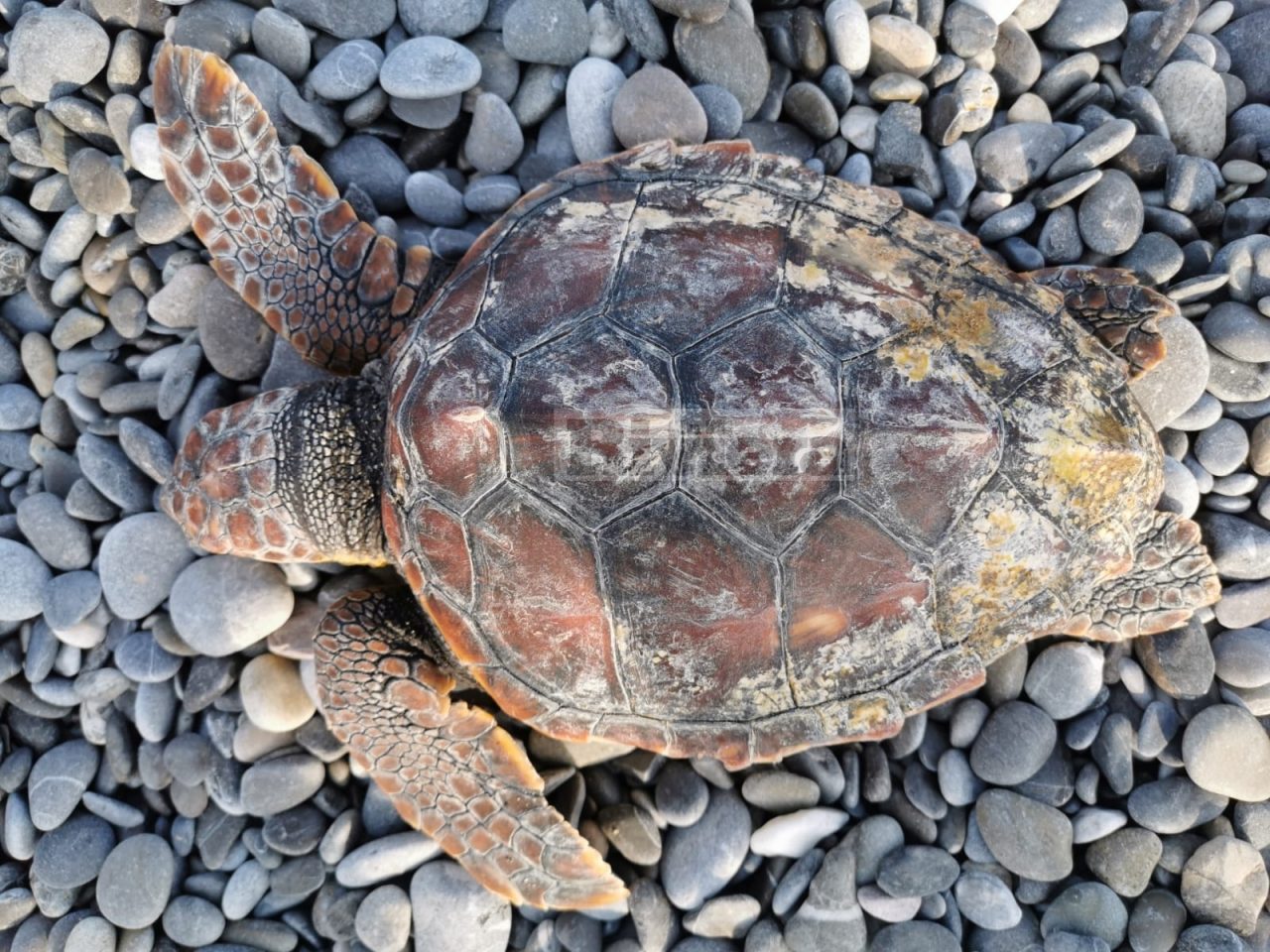 Spiaggiata una tartaruga a Ventimiglia, indagini sulle cause
